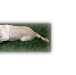 Matthew And The Pets